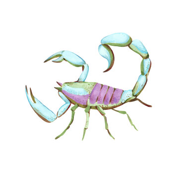 Illustration of scorpion in watercolor style isolated on white background. Detailed color drawing