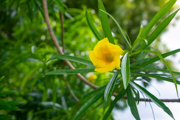Yellow oleander flower on tree with green leaves