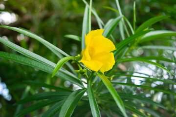 Yellow oleander flower on tree with green leaves