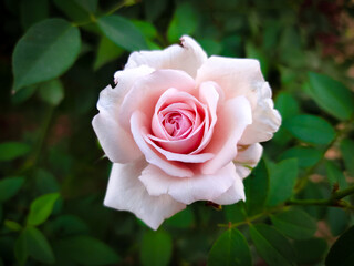 Beautiful rose flower in a garden