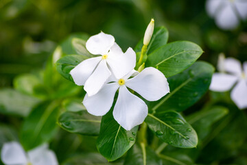 White periwinkle flowers bloom in the garden. Catharanthus roseus