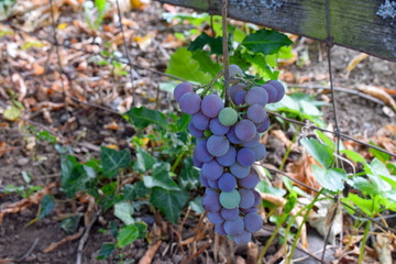 Purple Grape Cluster 06