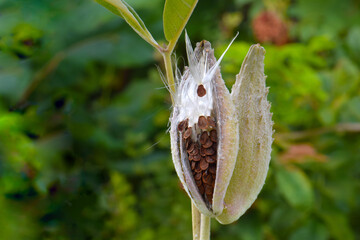 Showy Milkweed Fiber 02
