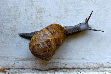 Snail on Wall 02