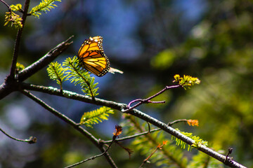 HERMOSA MARIPOSA MONARCA EN LA VIDA SILVESTRE, EN EL SANTUARIO DE MICHOACAN MEXICO