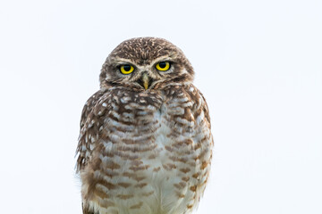a funny owl standing on one foot