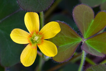 Wood Sorrel Mandala