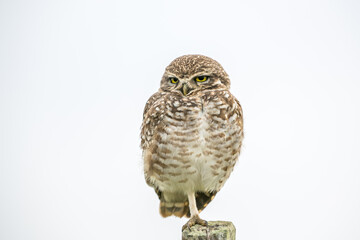 a funny owl standing on one foot