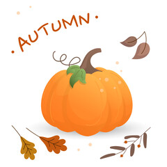 Vector autumn pumpkins on white background.