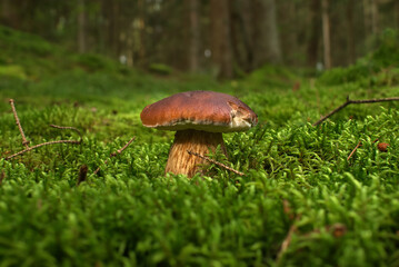 Cep or Boletus Mushroom growing on lush green moss