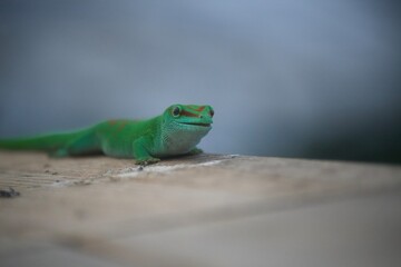 green lizard on a branch