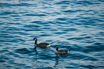 Geese swim on blue water. Wildlife - Canada goose. A different number is good for counting, mathematics