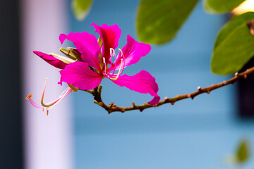 Obraz premium Bauhinia blakeana flower blooming