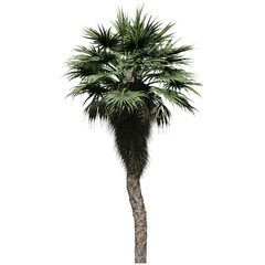 Chinese Fan Palm Tree - Front View