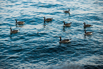 Geese swim on blue water. Wildlife - Canada goose. A different number is good for counting, mathematics