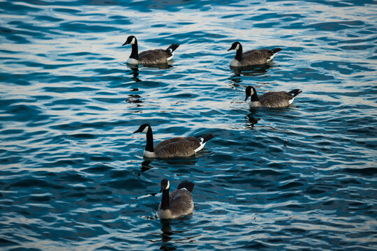 Geese swim on blue water. Wildlife - Canada goose. A different number is good for counting, mathematics
