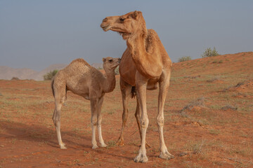 A Camel With Her Calf