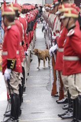 Dog between two rows of the Colorados of Bolivia