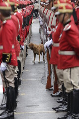 Dog between two rows of the Colorados of Bolivia