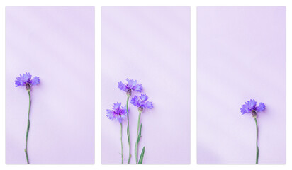 Natural flowers cornflower on violet background. Set of stories templates with copyspace. Top view nature vertical phone backgrounds. Spring, summer minimal floral fon with purple blooms.
