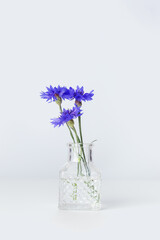Minimalist floral bouquet in crystal glass vase, violet blue flowers cornflower in small jar against white wall, minimal decor indoor setting. Summer still life with light background