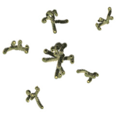 Cholla Cactus Plant - Cluster Top View