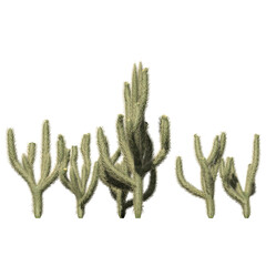 Cholla Cactus Plant - Cluster Front View