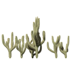 Muurstickers Cholla Cactus Plant - Cluster Front View © Anand Kumar