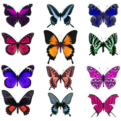 Obraz na płótnie Canvas colorful butterfly isolated