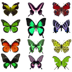 Fototapeta na wymiar colorful butterfly isolated