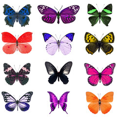 Naklejka na ściany i meble colorful butterfly isolated