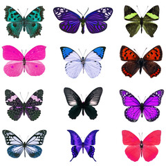 Fototapeta na wymiar colorful butterfly isolated