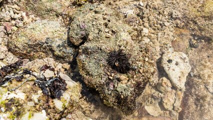 At low tide in shallow water, the seabed is visible through clear water. A sea urchin with long black needles lurked on the rocks. Seychelles