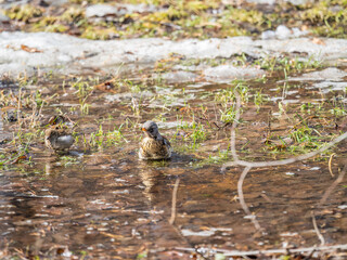 Thrush takes a bath in a puddle. The bird swims in the water