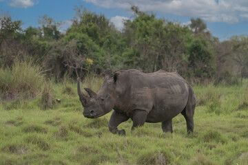 Fototapeta premium White rhinoceros (Ceratotherium simum) with calf in natural habitat, South Africa