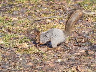 Squirrel in autumn or spring hides nuts on the green grass with fallen yellow leaves
