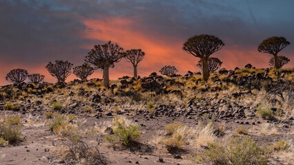 Desert landscape with with quiver trees (Aloe dichotoma), Northern Cape, South Africa