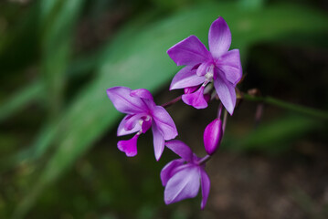 Fototapeta na wymiar Spathoglottis plicata, commonly known as the Philippine ground orchid, close up and blurred background. 