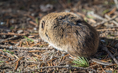 A closeup of a Common vole, Microtus arvalis, on the ground with a blurry background