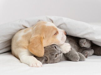 Beagle puppy hugging gray british kitten under white blanket at home in bedroom
