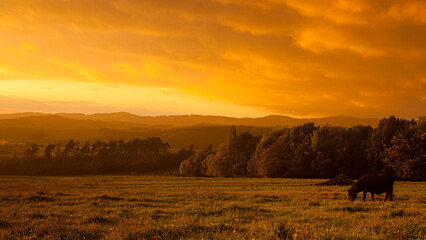 Obraz premium Meadow with horse between mountains in backlit. Creative colorful landscape photography via tilt effect by using tilt-shift lens in backlight illuminated by low lying sun just before sunset.