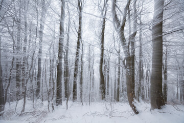 Deep forest in the winter. Landscape photography with creative zoom effect.