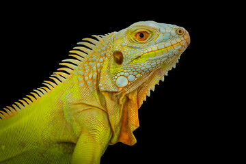 Golden Iguana