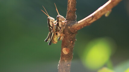 Pair of locusts or grasshoppers mating
