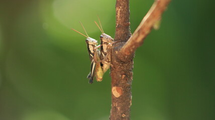 Pair of locusts or grasshoppers mating