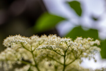Sambucus nigra growing in meadow, close up	