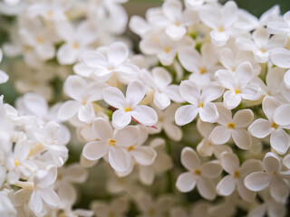 White Blooming Lilac Flowers in spring with blured background