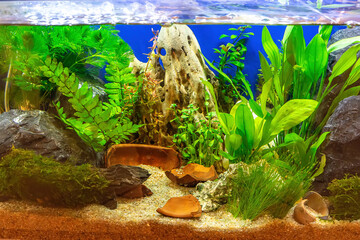 Underwater landscape nature forest style aquarium tank with a variety of aquatic plants, stones and herb decorations.