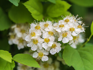Spiraea chamaedryfolia or germander meadowsweet or elm-leaved spirea white flowers with green background.