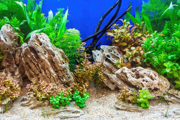 Fototapeta na wymiar Underwater landscape nature forest style aquarium tank with a variety of aquatic plants, stones and herb decorations.